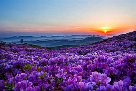 Spring Flowers In The Mountains Wallpaper And Background
