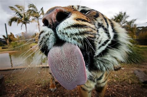 Animal Tongues Like The Tigers Are Covered In Papillae Feline