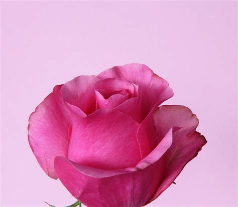 Dark Pink Rose Photos In  Format Free And Easy Download Unlimit Id