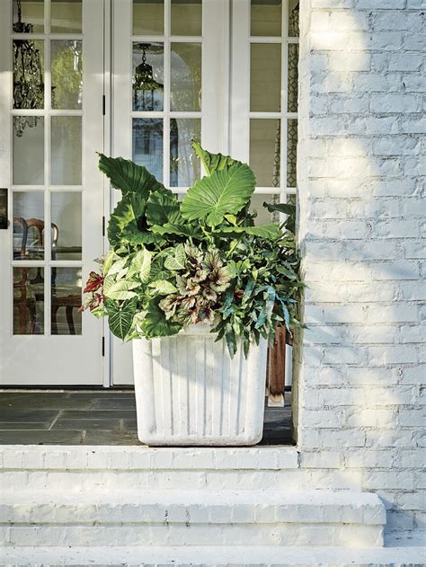 30 Containers For Covered Porches That Will Thrive In The