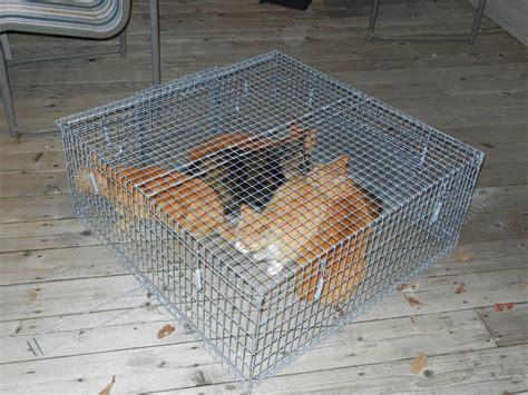 17 Best Photos Feral Cat Traps Nz Community Outraged After A Rochelle