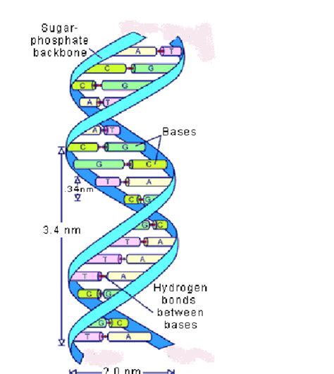 6 Three Dimensional Representation Of The DNA Double Helix The Two