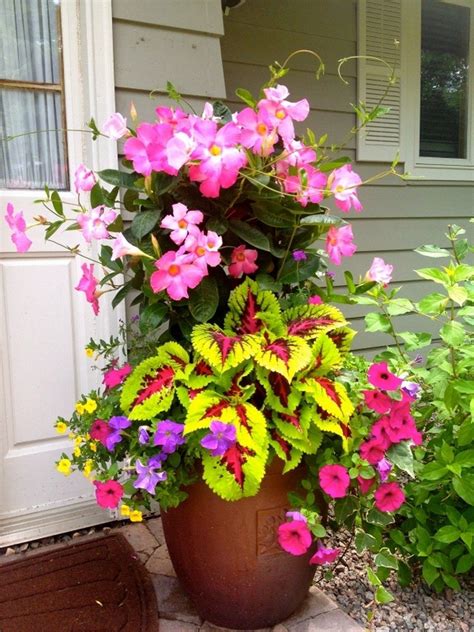 It continues to expand through primary and secondary tissues. 99 Simple Summer Container Garden Flowers And Formula (53 ...