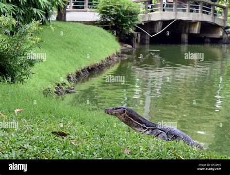 A Large Monitor Lizard As Seen In Lumpini Park Bangkok Thailand Stock Photo Alamy