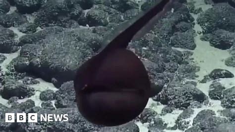 Gulper Eel Caught On Camera In Hawaii Bbc News