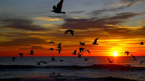 Seagulls Over Ocean At Sunset