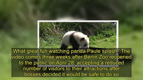 Panda Cub Splashes Around In A Paddling Pool At Berlin Zoo Youtube