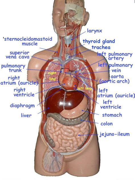 It permits movement of the body, maintains posture and circulates blood throughout the body. Image result for torso model labeled | Anatomy models ...