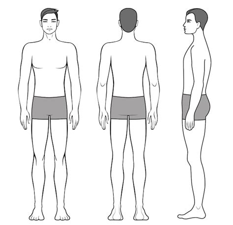 Premium Vector Illustration Of Men S Body And Male Anatomy Front Back And Side View