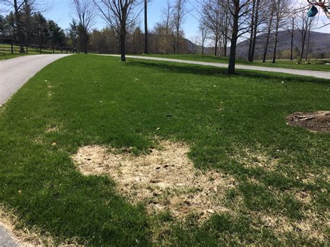 What Are The Patches In My Lawn • Chippers Inc