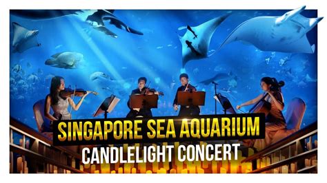 Candlelight Concert At Singapore Sea Aquarium Youtube