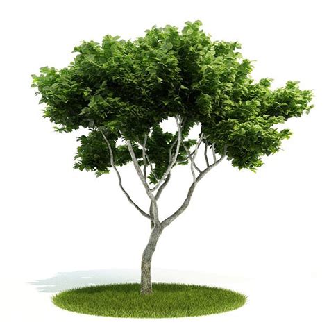 3d Model Green Leafed Tree Cgtrader