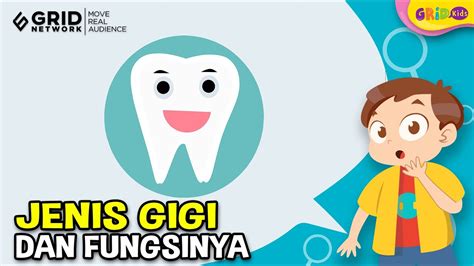 Mengenal Jenis Gigi Manusia Dan Fungsinya Gigi Taring Hingga Gigi