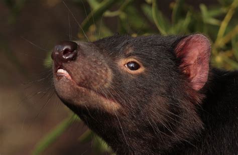 Tasmanian Devils Wild Animals News And Facts