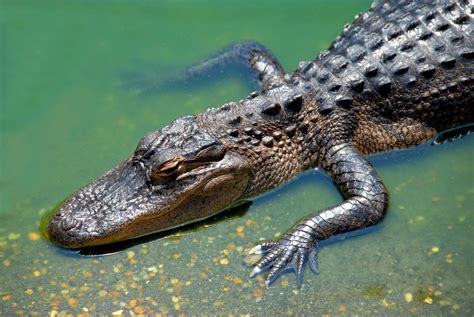 However, this was no ordinary zoo. Alligator Free Stock Photo - Public Domain Pictures