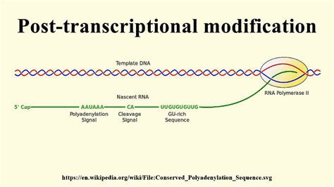Post-transcriptional modification 