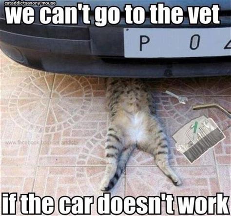 Take The Elegant Funny Cat Vet Memes Hilarious Pets Pictures