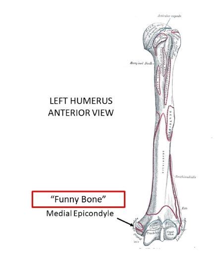 Which Bone Marking Fits The Following Description Small Bump On The
