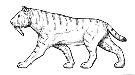 Sabre toothed tiger drawing – drawingof.eu
