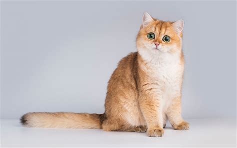 Download Wallpapers Ginger British Cat Cat With Big Green Eyes Cute
