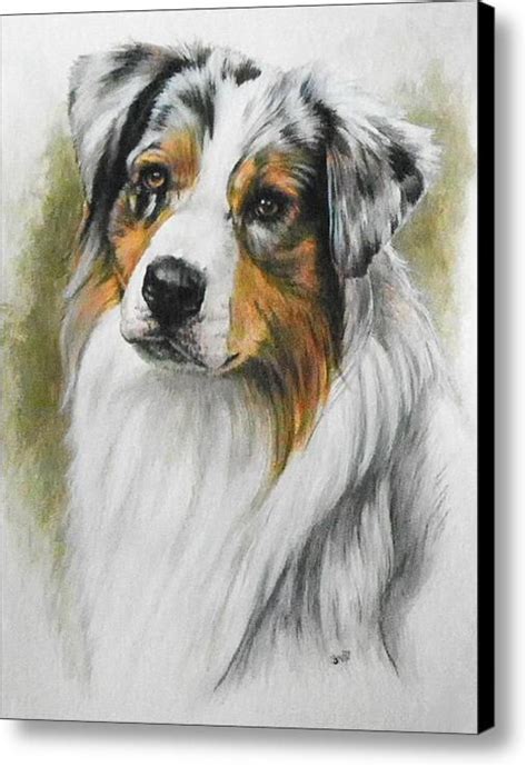 Australian Shepherd Canvas Print Canvas Art By Barbara Keith Aussie