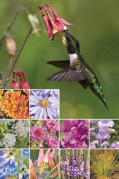 Maybe you would like to learn more about one of these? 1000+ images about Wisconsin Native Plants on Pinterest ...