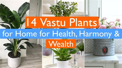 14 Vastu Plants For Home For Health Harmony And Wealth Youtube
