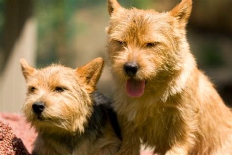 We started in 2007 under the guidance of some wonderful norwich breeders. Norwich Terrier Club of Northern California