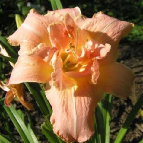 Daylily Hemerocallis Memories Of Paris In The Daylilies Database Garden Org