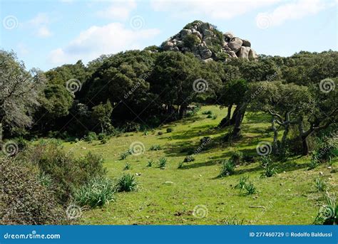 The Forest Of Santa Degna Stock Image Image Of Nature 277460729
