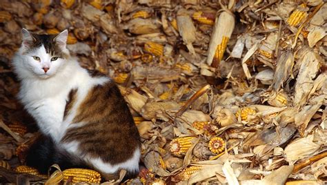 Yes, cats can eat corn without any major concerns but, as cats are obligate carnivores they're unable to get any real nutritional benefits from corn. Can Cats Eat Corn Husks? Are Corn Husks Safe For Cats ...