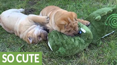 Shar Pei Puppies Adorably Play With New Stuffed Animal
