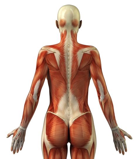 If you are unsatisfied for any reason, we offer a 100% money back guarantee for up to 30 days after your purchase. 14 Day Perfect Booty