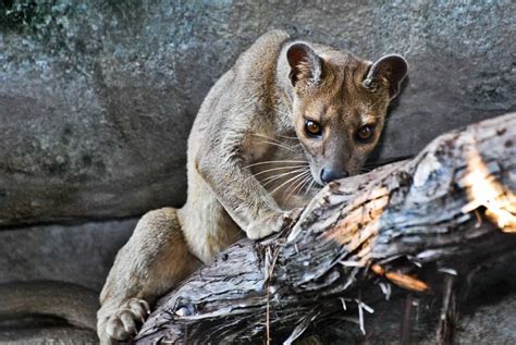 The Fossa Madagascars Rare Top Predator Caught On Camera African Conservation Foundation
