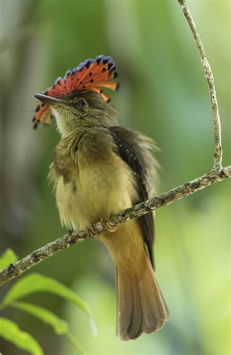 30 Amazon Rainforest Animals To Spot In The Wild Peru For Less