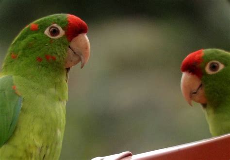 The Easiest Places In Costa Rica For Seeing Exotic Birds