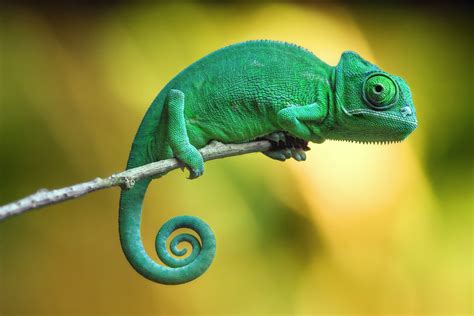 chameleon-image-7.jpg 3,200×2,140 pixels | Kameleon, Schattige dieren