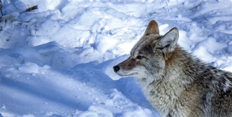 Free Images Nature Wilderness Snow Winter Canine Wildlife