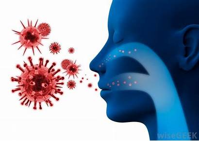 Virus Pathogens Immune Antibodies System Enter Disease