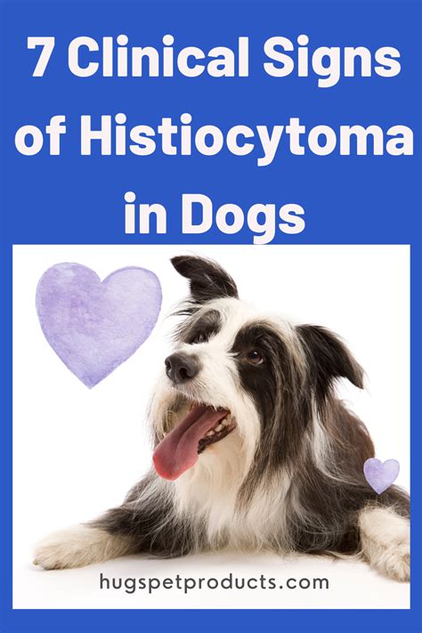 7 Clinical Signs Of Histiocytoma In Dogs Dogs Dog Health Tips Dog Care
