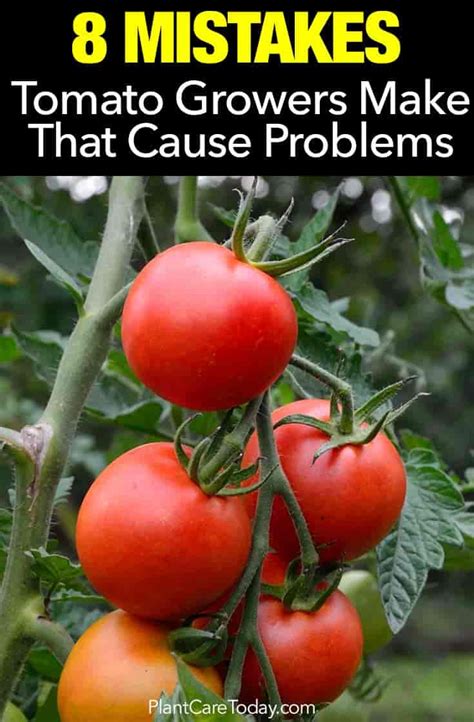 8 Problem Causing Mistakes Tomato Plant Growers Make Growing Tomato