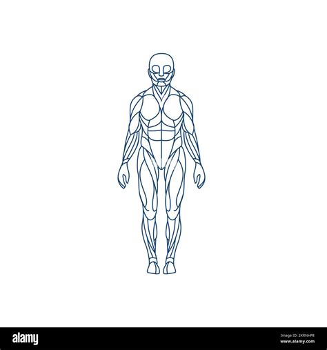 Human Muscle Moving Anatomy Stock Vector Images Alamy