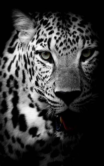 Leopard 4k Cheetah Background Wallpapers Mobile Animals