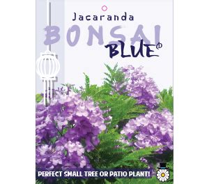 A relatively new dwarf cultivar, 'bonsai blue' matures at only 10 to 12 feet tall and 6 to 8 feet wide. Jacaranda Mimosifolia Bonsai Blue | Touch of Class Plants ...
