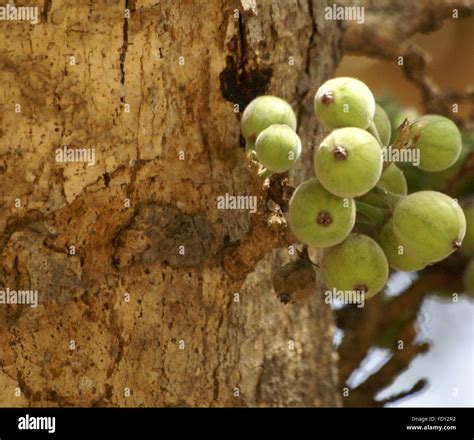 Ficus Racemosa Indian Fig Tree Tree With Fruits Developed Along Trunk