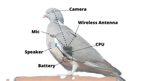 The Robot Pigeon What And Why Pigeonpedia