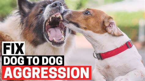 How To Stop Dog Aggression Toward Other Dogs Youtube