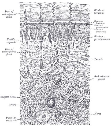 17 Best Images About Integumentary On Pinterest Open Book Anatomy
