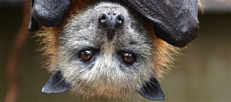 Flying Fox Face All Creatures Podcast