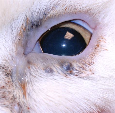 The third eyelids normally stay hidden; Eyelid and conjunctiva: neoplasia in cats | Vetlexicon ...